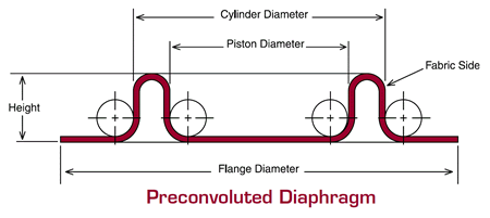 Preconvoluted Diaphragm